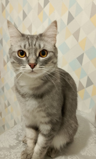 Марина Дубова