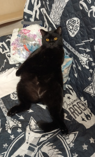 Ирина Николаева