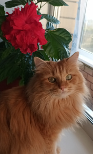 Рыжов Рыжулька Рыжикович