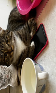 Наталья Сапатова 