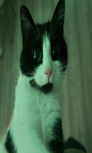 Юрий и Шишка