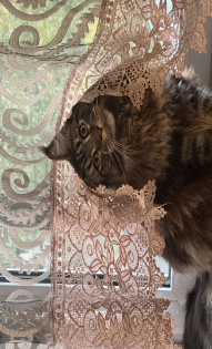 Анна Новикова