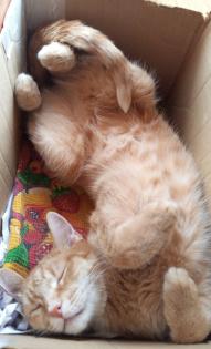 Ольга Винокурова