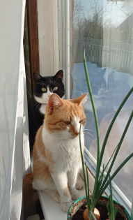 Мои котомальчики)