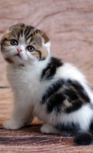 Нина Прыткова