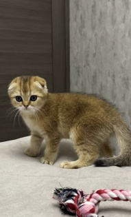 Березина Елена