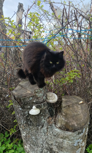 Наша Василиса