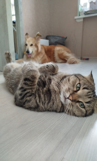 "Мой идеальный котик" Стич