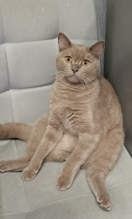 Диана Шаталова