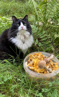 Светлана Стрелкова