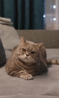 Королевич Дэми