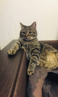 Кот таксиста