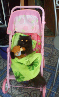 Кошка Феона