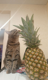 Усатый дегустатор 