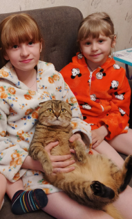 Многодетная семья и Шотландкий кот Шоки