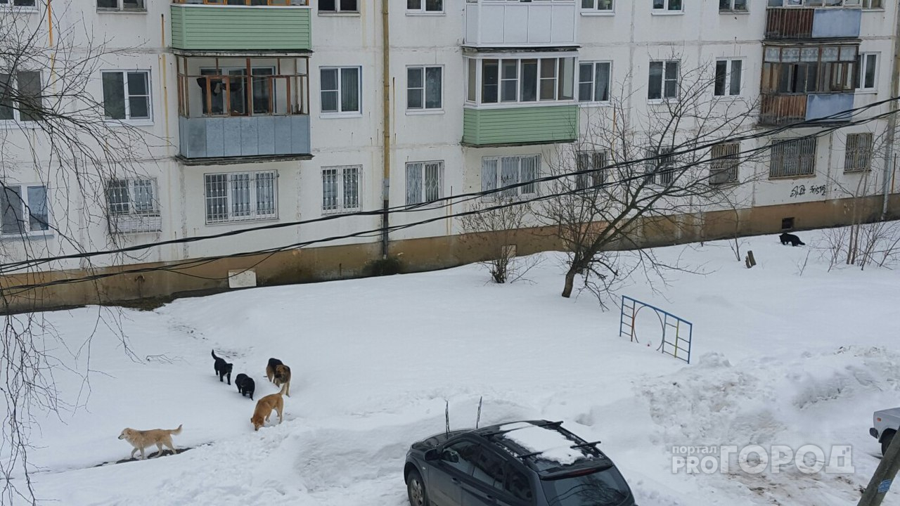 Напали у школы: на стаи диких псов жалуются ярославцы