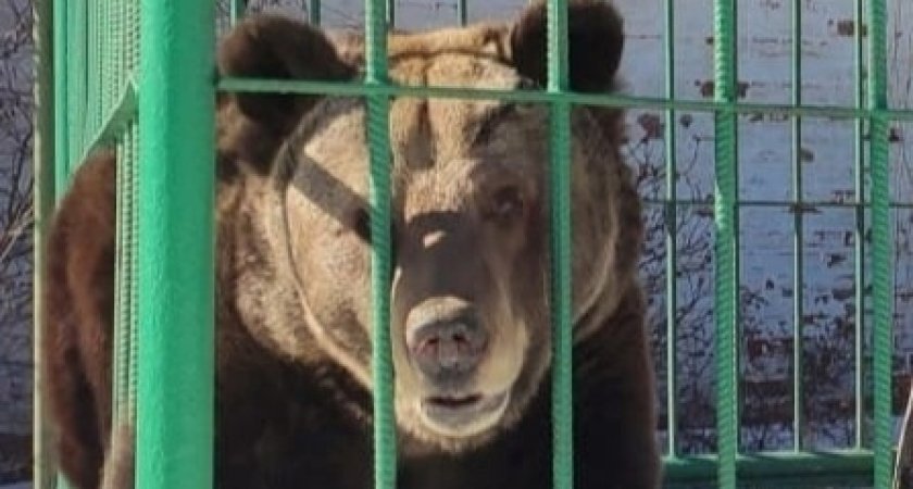 "Я плачу": ярославцы требуют освободить медведицу Машу