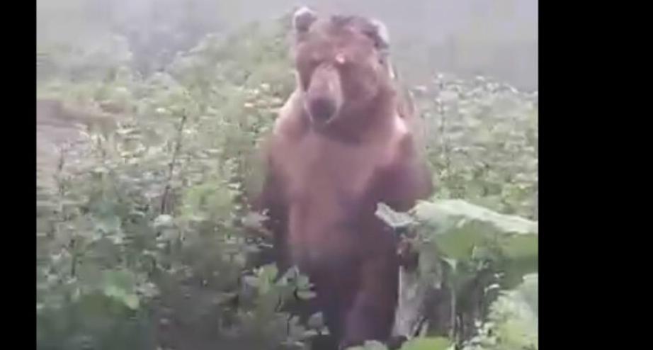 Двухсоткилограммовый  медведь угрожал рыбинскому пасечнику