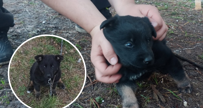 «Хочет к маме, скулит»: в Ярославской области разгорелся скандал из-за брошенного щенка 