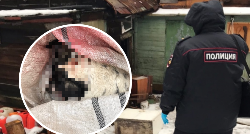 «Двуногая мерзость убила»: в Ярославле в мешке нашли истерзанный труп собаки