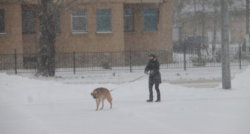 Ярославцев, пытавшихся закусить собакой после выпивки, отправили под суд