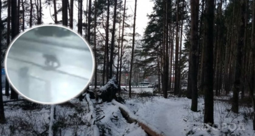 Ярославцы сообщили о медведе-шатуне, обитающем около людей