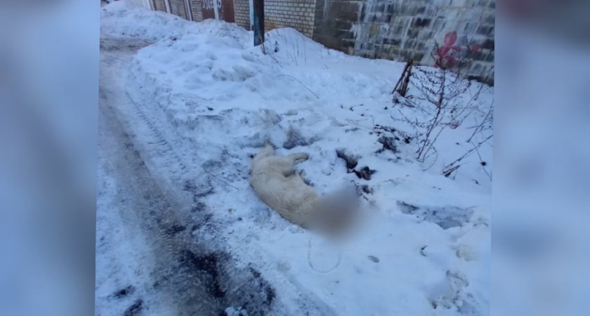 В Переславле начали массово убивать бездомных собак