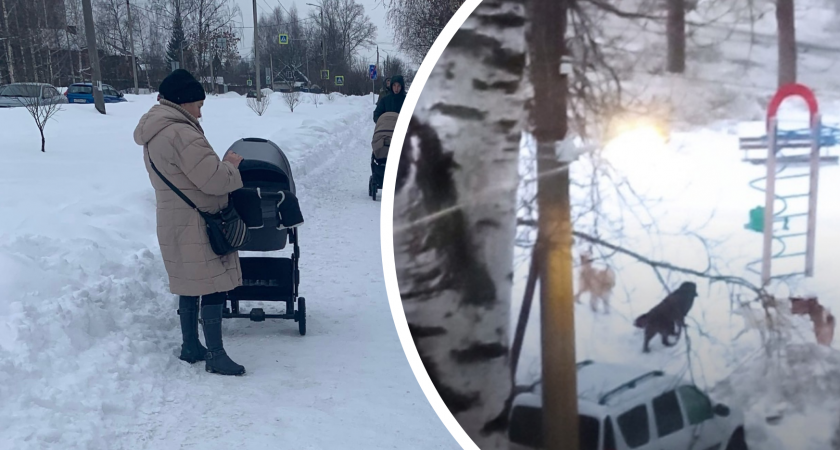 Свора бродячих собак держит в страхе жителей Брагино