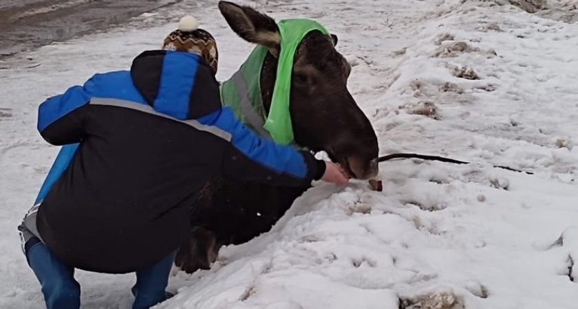 Вышла к людям, но умерла: под Ярославлем не смогли спасти взрослую лосиху