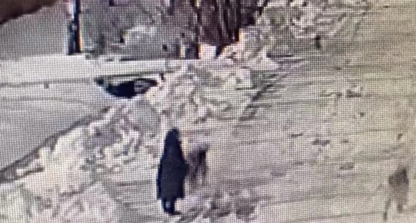  "С ног сбили и грызли": ярославна обнародовала видео нападения собак