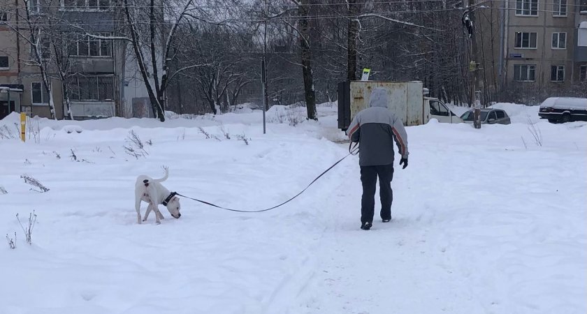 В Ярославле определились с местом строительства приюта для собак