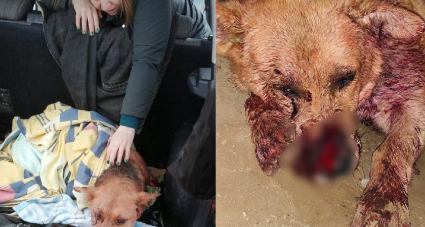 "Затащил в подвал": ярославец с винтовкой в руках прорубил собаке нос и перерезал горло