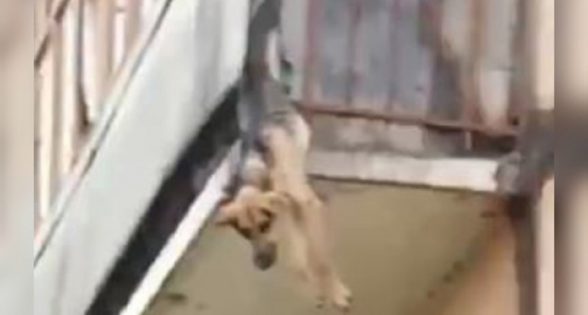 Не было сил сделать рывок: под Ярославлем нашли свисающую с балкона собаку