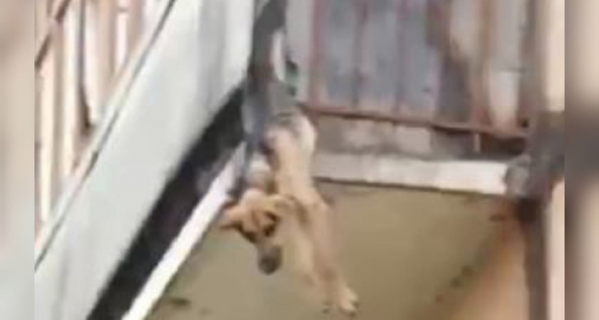 Свисала с балкона и скулила: под Ярославлем нашли умирающую собаку