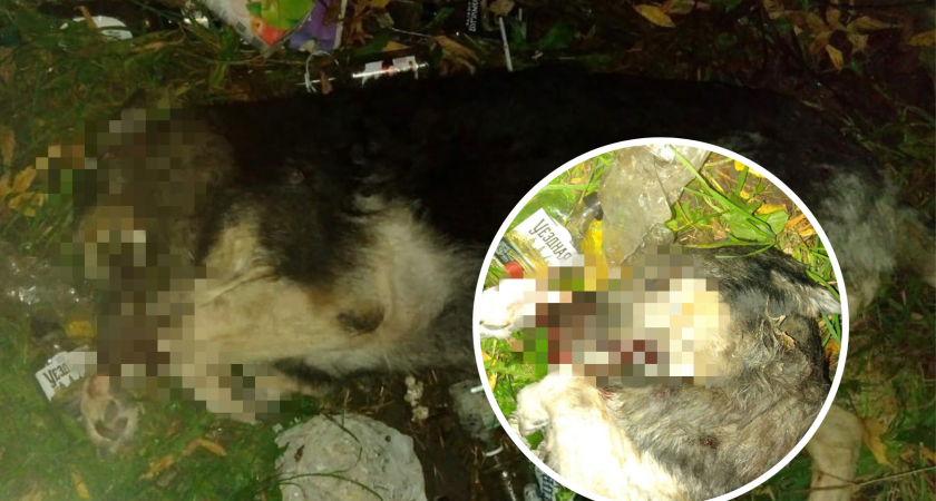«Запах и вид ужасные»: в центре Ярославля больше двух недель лежит труп собаки