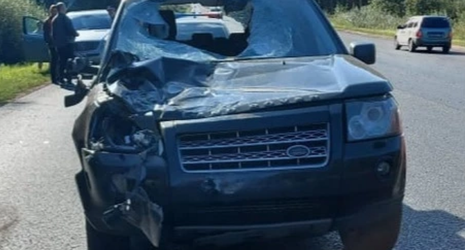 У ребенка кровоподтеки и гематомы: под Ярославлем в ДТП с лосем пострадал мальчик 