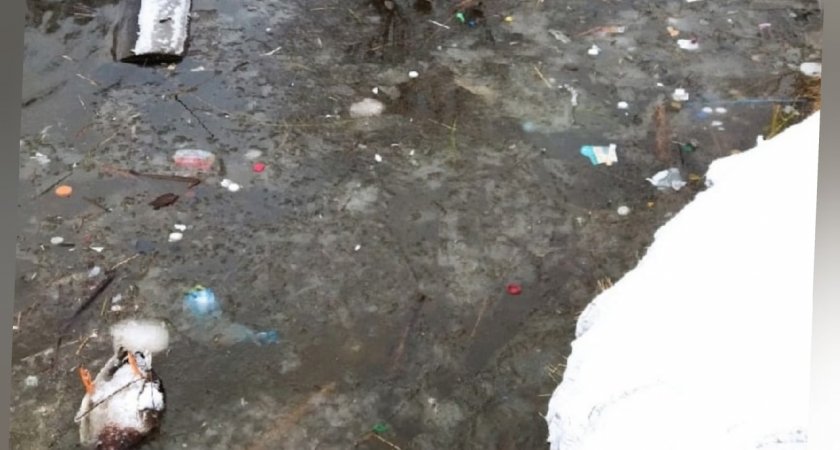 "Пластика наелись": в ярославских прудах массово гибнут утки