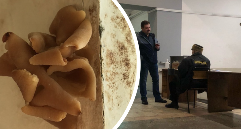 Детскую больницу Ярославля оккупировали опасные плесень и грибы 