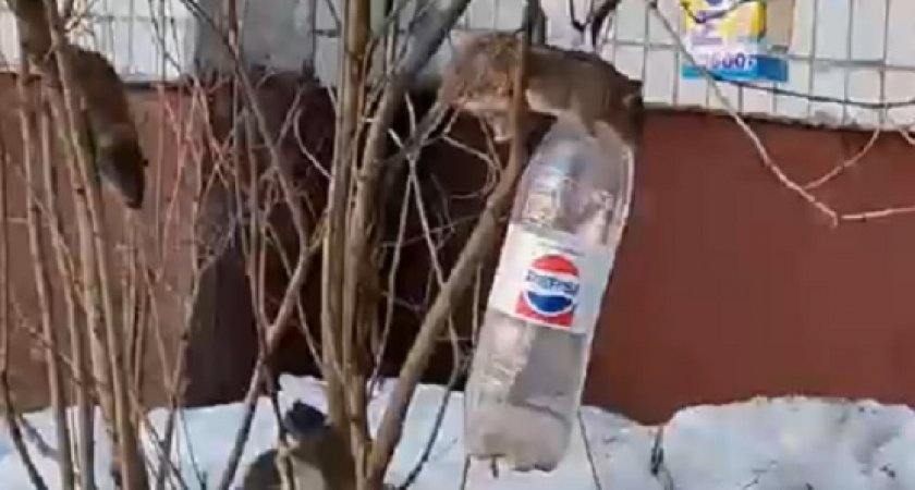 В Ярославле толпа крупногабаритных крыс атаковала кормушки для птиц: видео