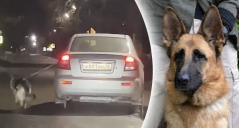   В Ярославле собаку привязали к авто и протащили по дороге