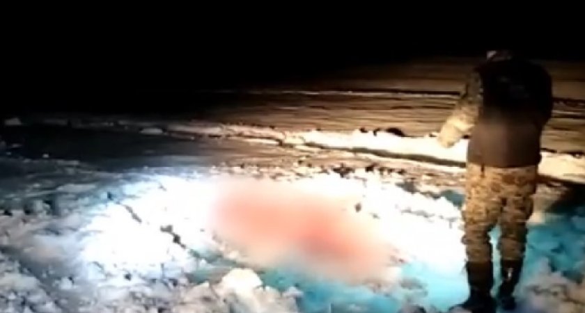 Житель Ярославля задушил беременную лосиху и выложил видео в социальные сети