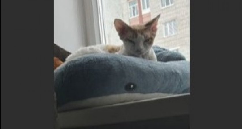 В Ярославле продают акулу из "IKEA" вместе с живым котом