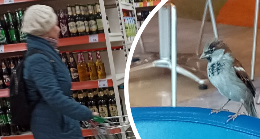 О нашествии пьяных свиристелей предупредили жителей Ярославля  