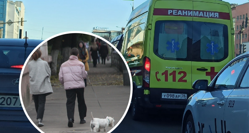 Ярославец умер от бешенства на пятый день после укуса собственной собаки