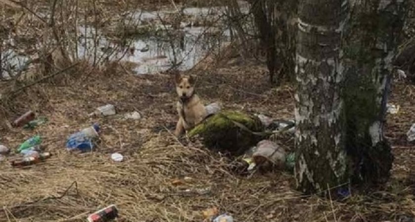 В Ярославле живодеры привязали щенка к дереву и ушли