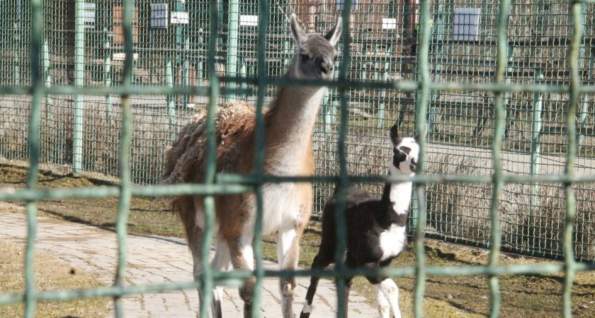 В ярославском зоопарке самец ламы не опознал своего ребенка