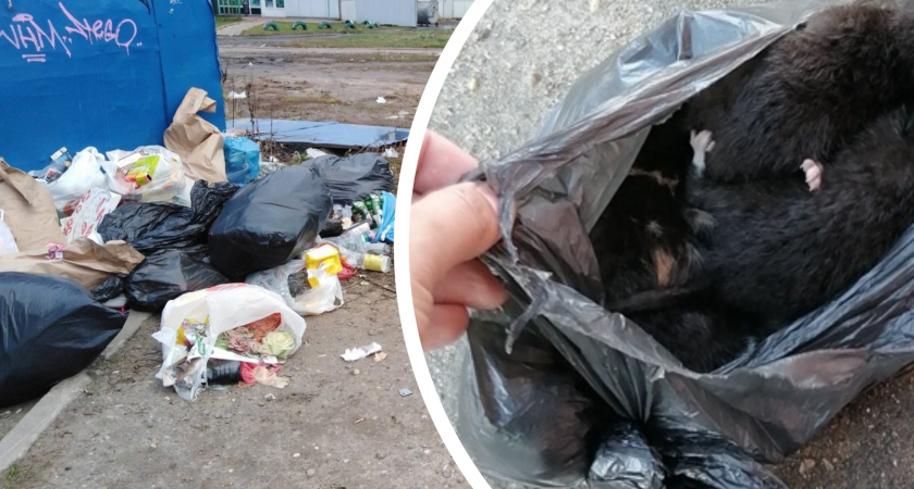 В Ярославле слепых котят выкинули в мусорку в завязанном пакете