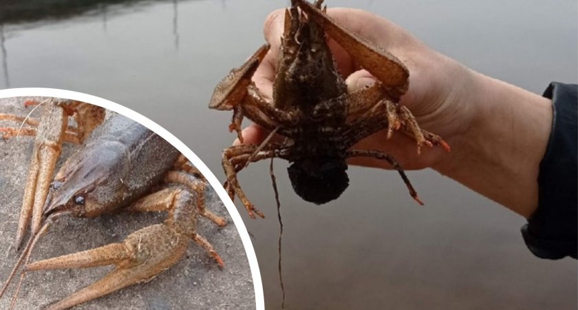 В центре Ярославля в Волге завелись раки 