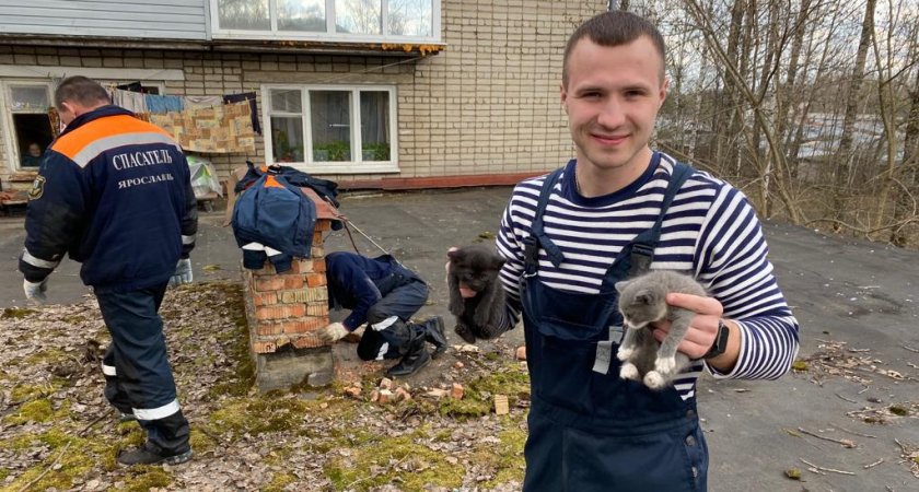 В Ярославле три котенка застряли в вентиляционной шахте библиотеки