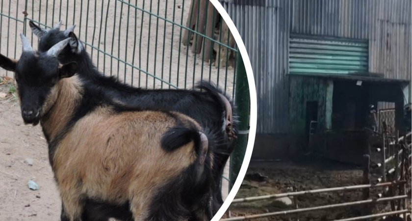 Десятки хорьков, свиней и коз погибли в пожаре под Ярославлем 